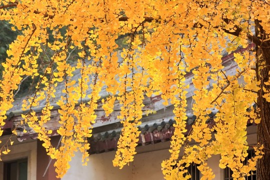 南京棲霞山