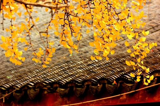 南京棲霞山