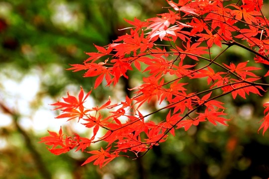 南京棲霞山