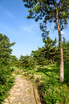 小山園林景觀