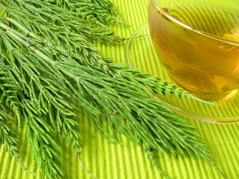 與領(lǐng)域馬尾茶
