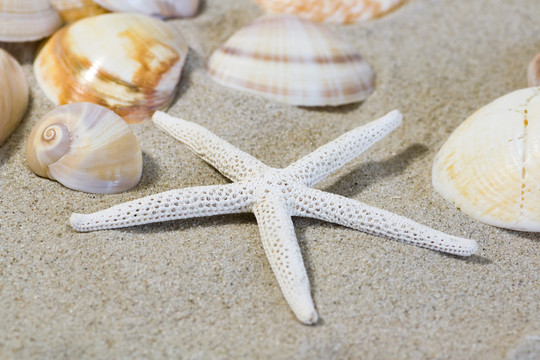 在海灘上的海星和海貝殼