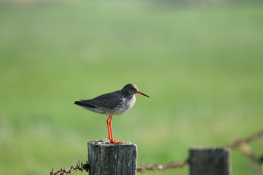 redshank