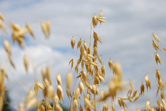 haferkorn（avena）