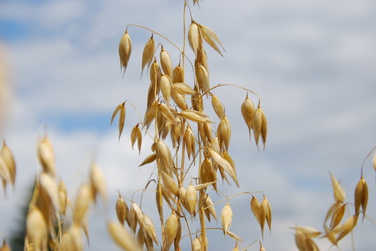 haferkorn（avena）