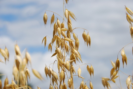 haferkorn（avena）