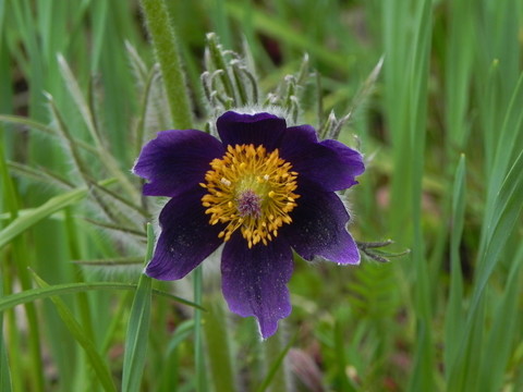 開花的pasque