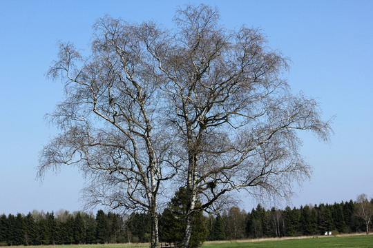 藍(lán)色