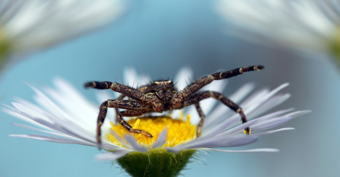 蟹蜘蛛xysticus