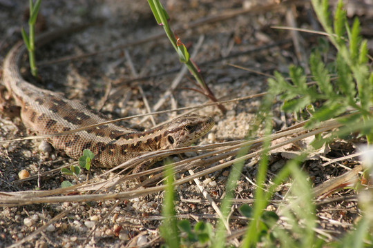 ？沙蜥蜴（lacerta agilis）