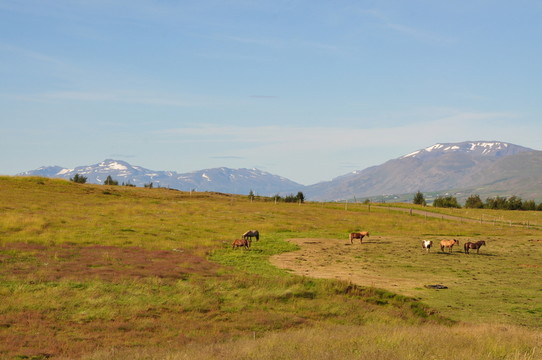 冰島人在冰島的akureyri牧場