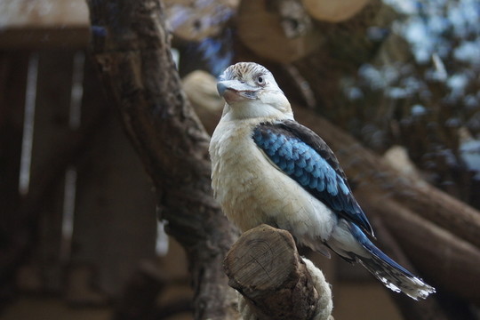 笑翠鳥(niǎo)