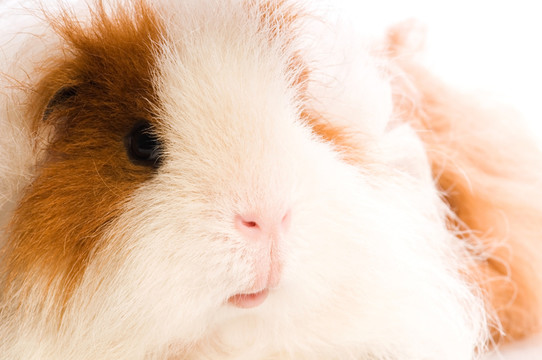 動物