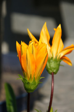 花園