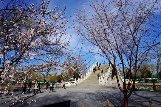 春到頤和園