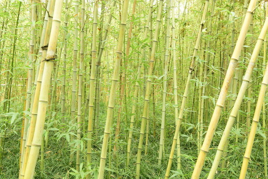 竹林背景