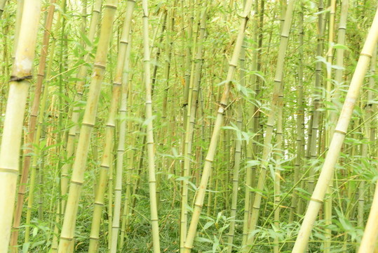 竹林背景