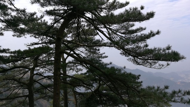 九華山上的迎客松