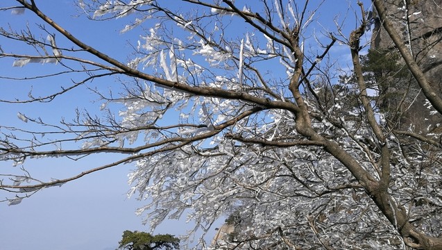 樹枝上的積雪