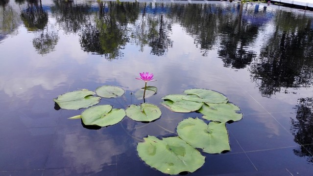 荷花