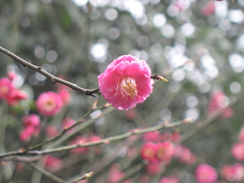 紅梅花