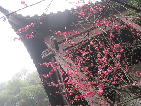 紅梅