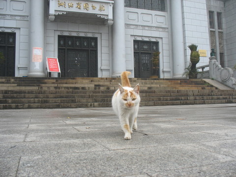 貓