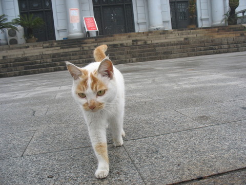 貓