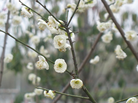 白梅