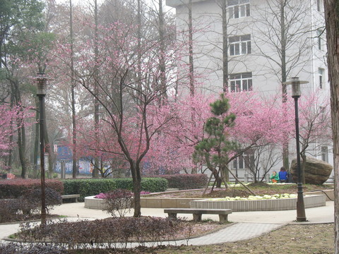 武大梅園