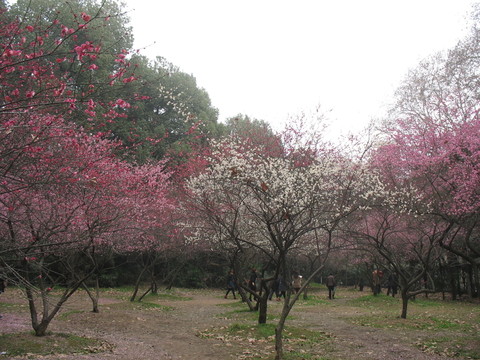 武大梅園