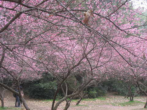 武大梅園