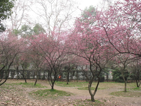 武大梅園