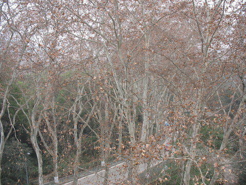 梧桐樹(shù)