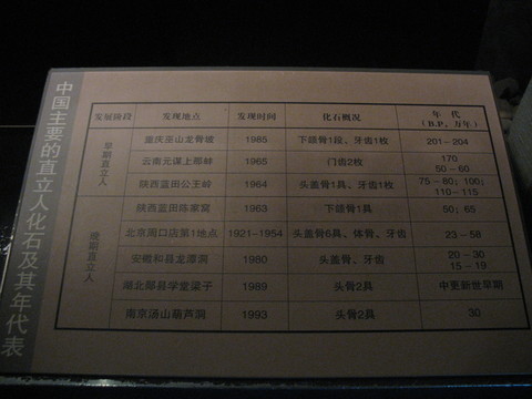 直立人化石年代表