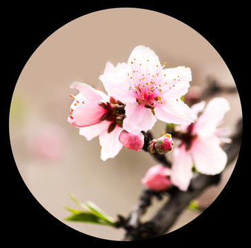桃花