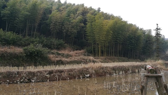 山腳下的水田