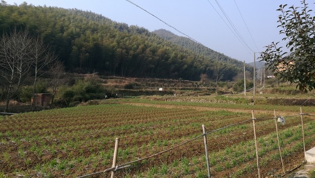 村里的菜園