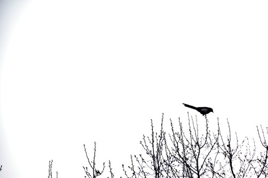枝頭鳥