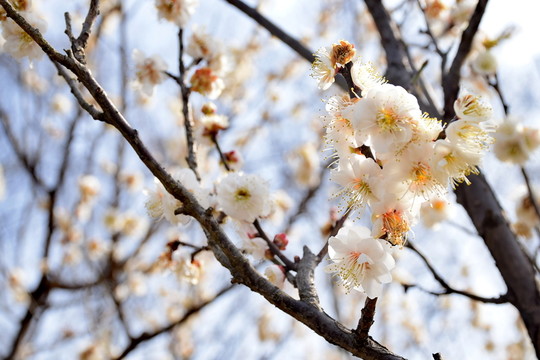 梅花
