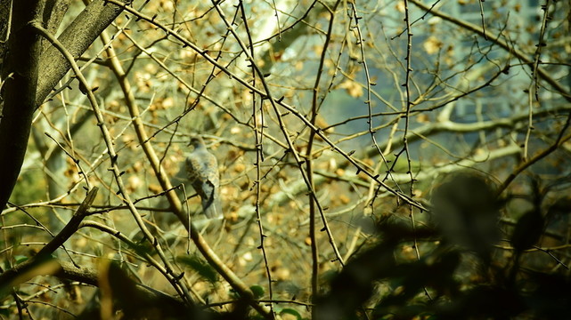 枝頭鳥