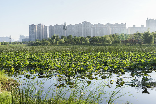 濕地公園