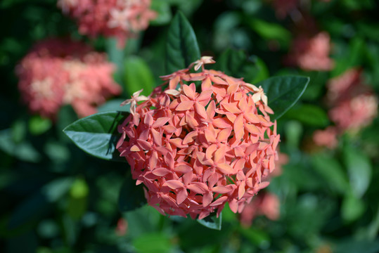 龍船花