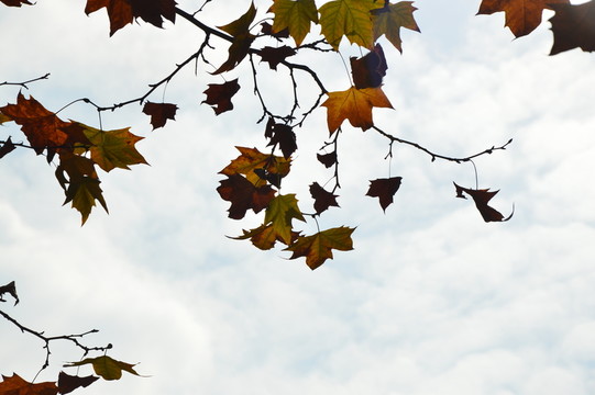 紅楓葉