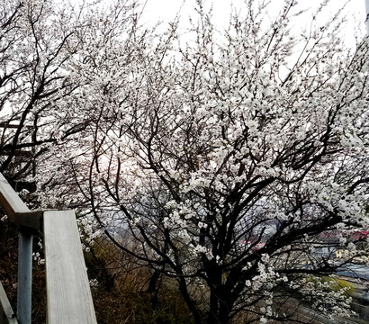 杏花