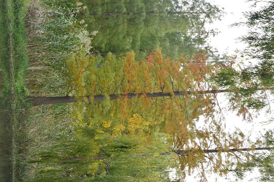 森林公園一角