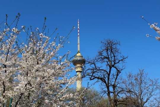 春光