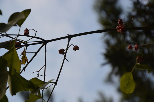 森林公園一角
