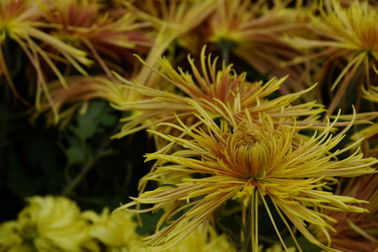 菊花