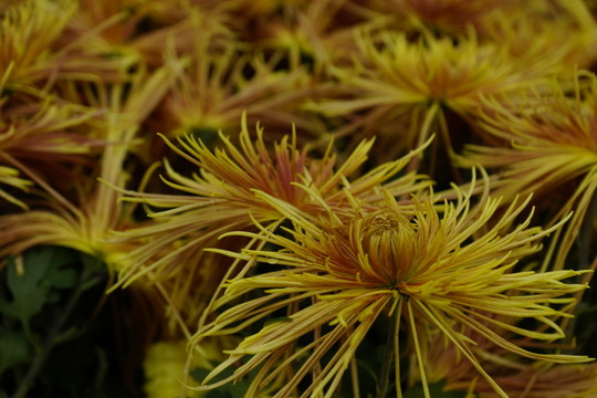 菊花